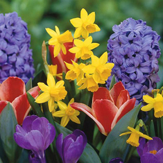 Springtime Selection