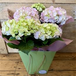 Large Hydrangea Plant