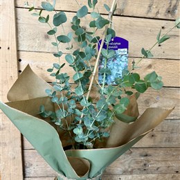 Eucalyptus Plant