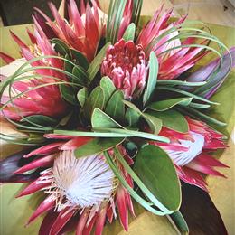 Protea Perfection