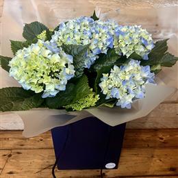 Hydrangea Plant