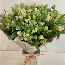 Simply Alstroemeria 
