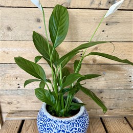 Peace Lily (Spathiphyllum)