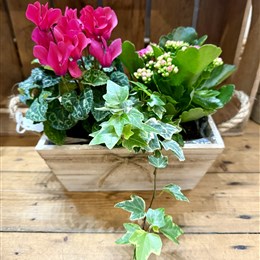 Wooden Planter