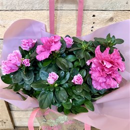 Azalea Plant