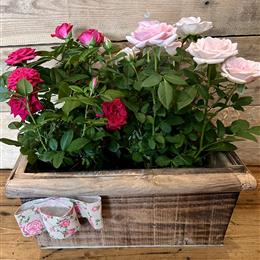 Miniature Rose Box