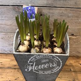 Muscari Bulb Box
