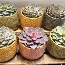 Echeveria Plant