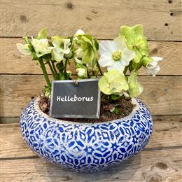 Hellebore Stone Planter