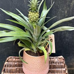 Pineapple Plant