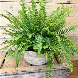 Boston Fern (Nephrolepis)