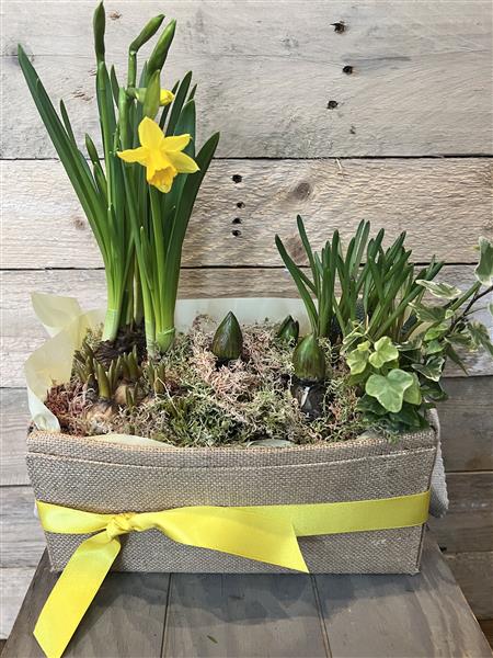 Spring Bulb Pots Spring Bulb Planter